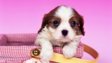 粉可爱的小狗PSP壁纸