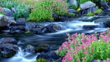 西雅图雷尼尔附近的天堂河与野花