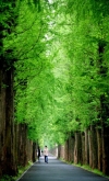 绿色的树林生机勃勃的春天美景