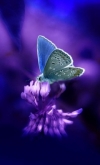 美丽无比的蝴蝶图片
