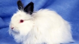 漂亮的小白兔