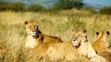 公狮和母狮