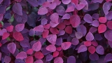 让你的PSP铺满漂亮紫色叶子