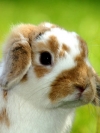 非常可爱的兔子