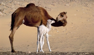 母骆驼和小骆驼