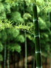 绿色竹子壁纸