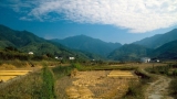 中国农村稻田美景