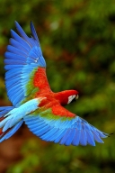 飞翔的红绿蓝漂亮鹦鹉