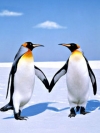 可爱的南极洲企鹅