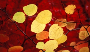 秋天的色彩黄色的落叶