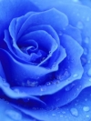 各种颜色的玫瑰花-蓝玫瑰，白玫瑰