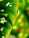 绿叶与花240x320手机图片