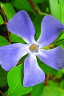 紫蓝色的长春花